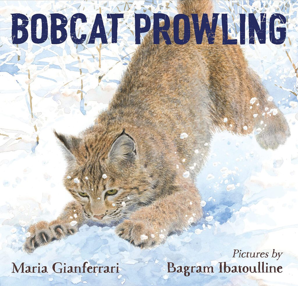 bobcatprowling